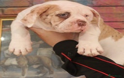 Alapaha Blue Blood Bulldog dogs for sale: SUPERB PICK OF LITTER FEMALE  - Image 4