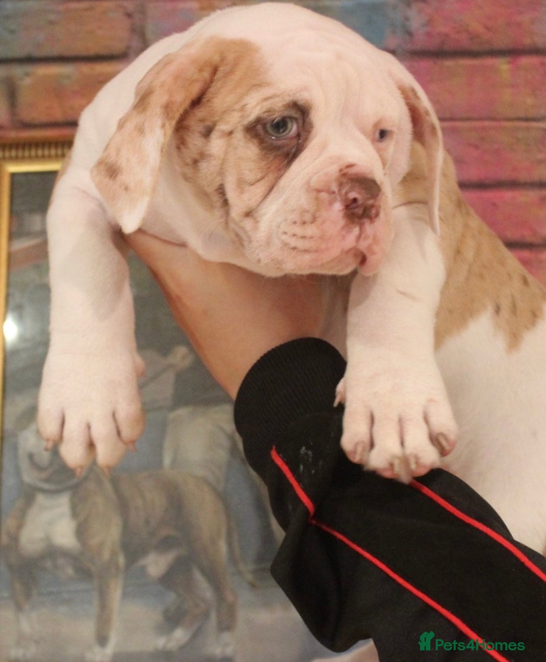 Alapaha Blue Blood Bulldog dogs for sale: SUPERB PICK OF LITTER FEMALE  - Image 4