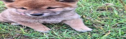 Japanese Shiba Inu dogs for sale: Japan Shiba inu  - Advert 10