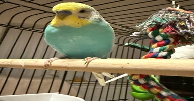 Budgerigars birds Budgies for sale pair males  Runcorn  - Advert 16