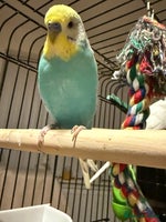 Budgerigars birds Budgies for sale pair males Runcorn - Advert 4