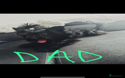 Yorkshire Terrier dogs for sale:  2 left Yorkshire terrier Black Biewer Ready To go - Image 11