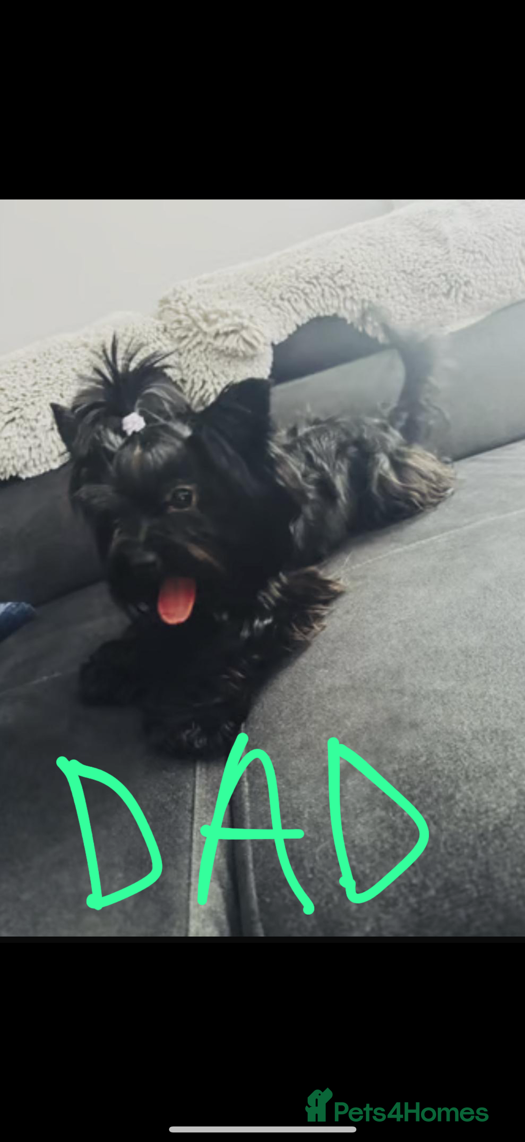 Yorkshire Terrier dogs for sale:  2 left Yorkshire terrier Black Biewer Ready To go - Image 11