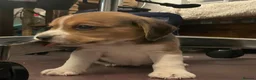 Beagle dogs for sale: Beagle – Beautiful Traditional Tri-Colour Beagles - Advert 7