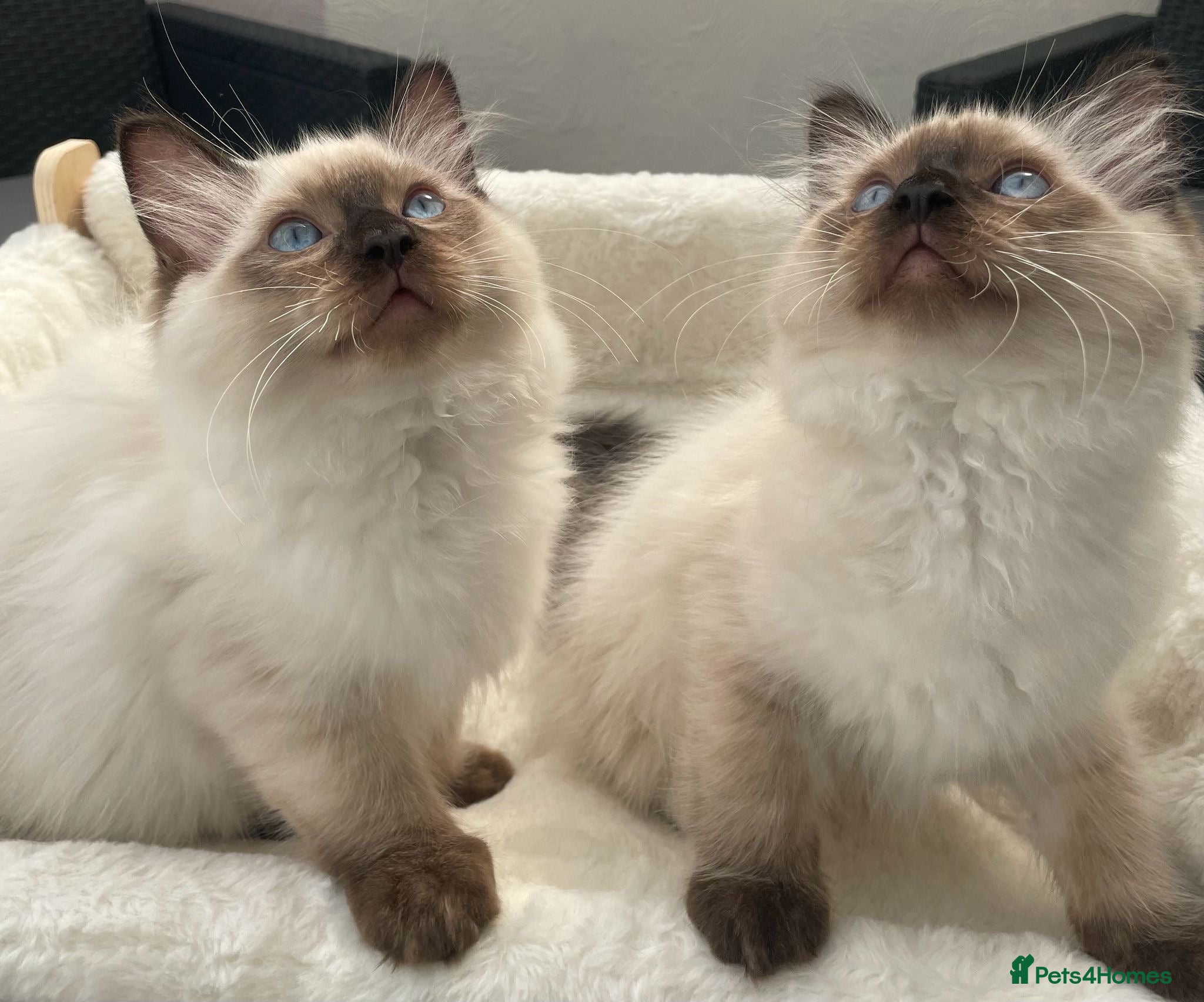 Ragdoll cats READY NOW CHAMPION BLOODLINE RAGDOLL KITTENS 🥇🏅 - Advert 7
