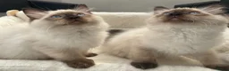Ragdoll cats for sale: 🏆GCCF CHAMPION BLOODLINE RAGDOLL KITTENS 🥇  - Advert 5