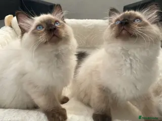 Ragdoll cats 🏆CHAMPION BLOODLINE RAGDOLL KITTENS 🥇 - Advert 2