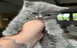 British Shorthair cats for sale: 3 beautiful British shorthairs  - Image 4