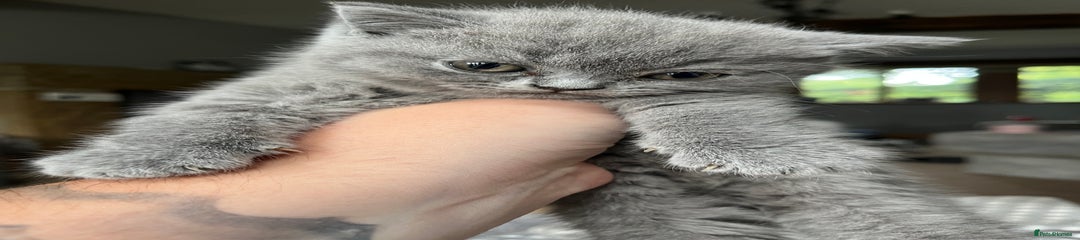 British Shorthair Kitten 3