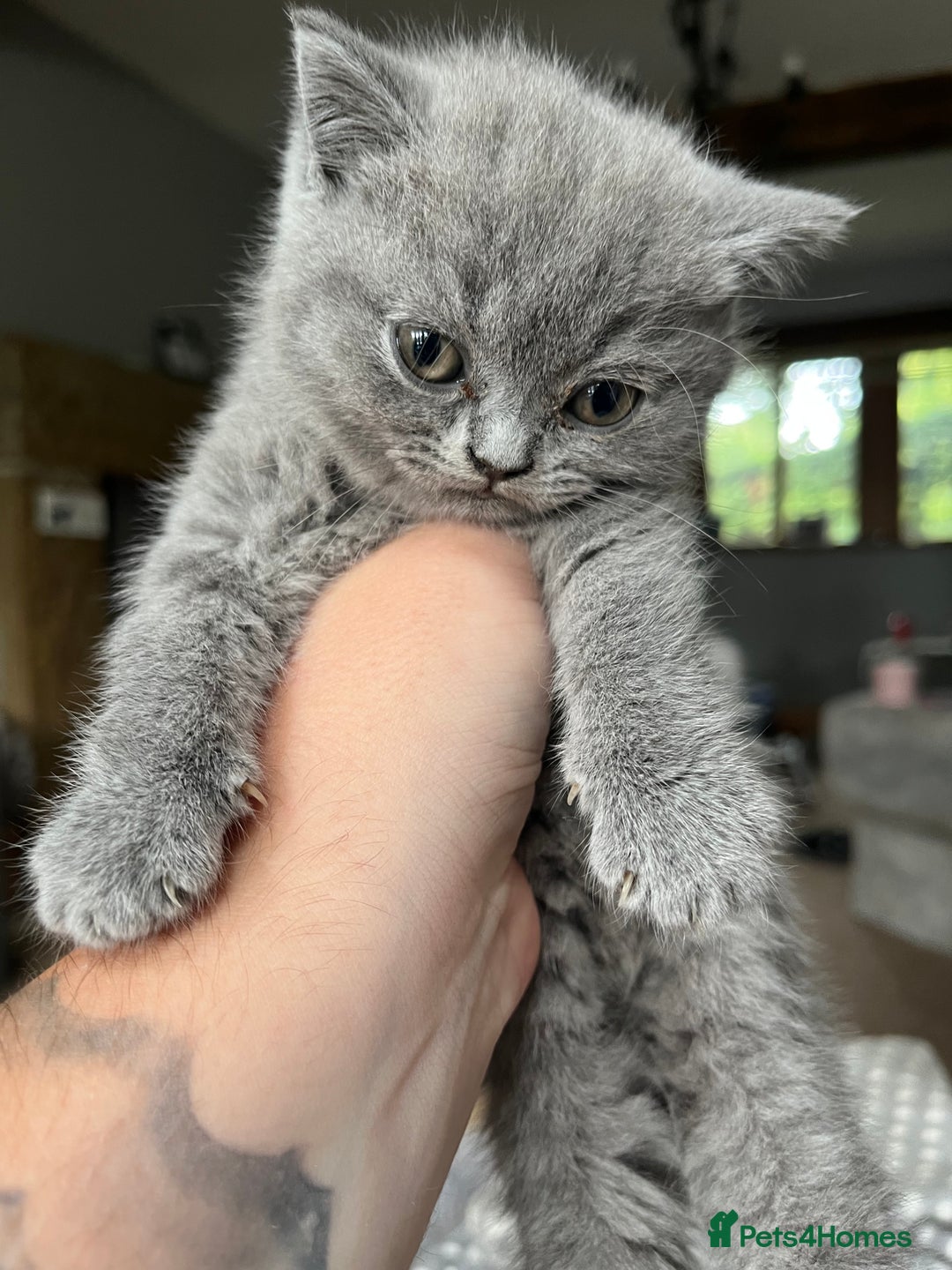 British Shorthair cats for sale: 3 beautiful British shorthairs  - Image 4