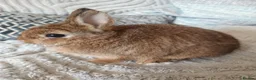 Netherland Dwarf rabbits for sale: Beautiful Netherland dwarfs babys  - Advert 4
