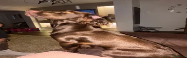 Cocker Spaniel 1