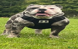 Olde English Bulldogge dogs for stud: BLUE MERLE OEB FOR STUD  in Leeds - Image 7