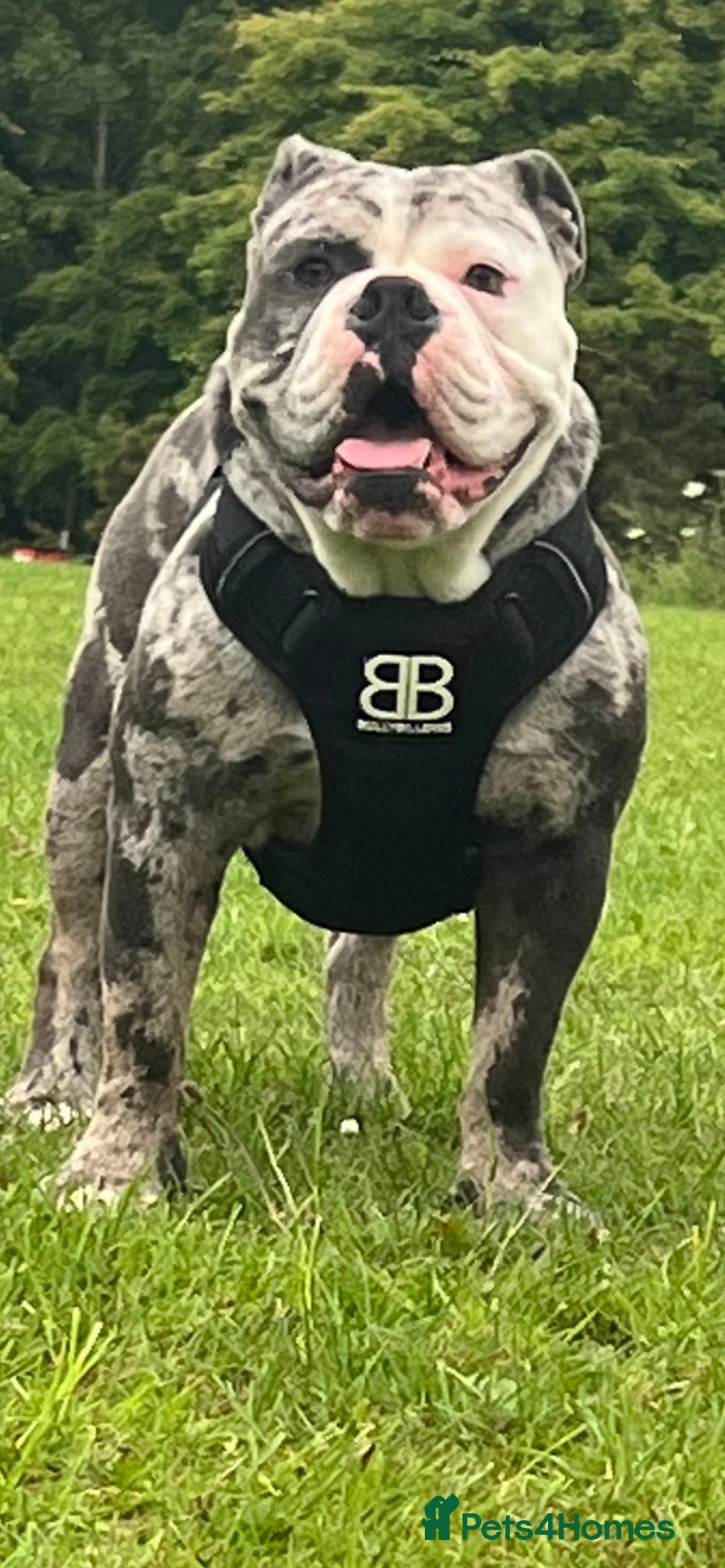 Olde English Bulldogge dogs for stud: BLUE MERLE OEB FOR STUD  in Leeds - Image 7