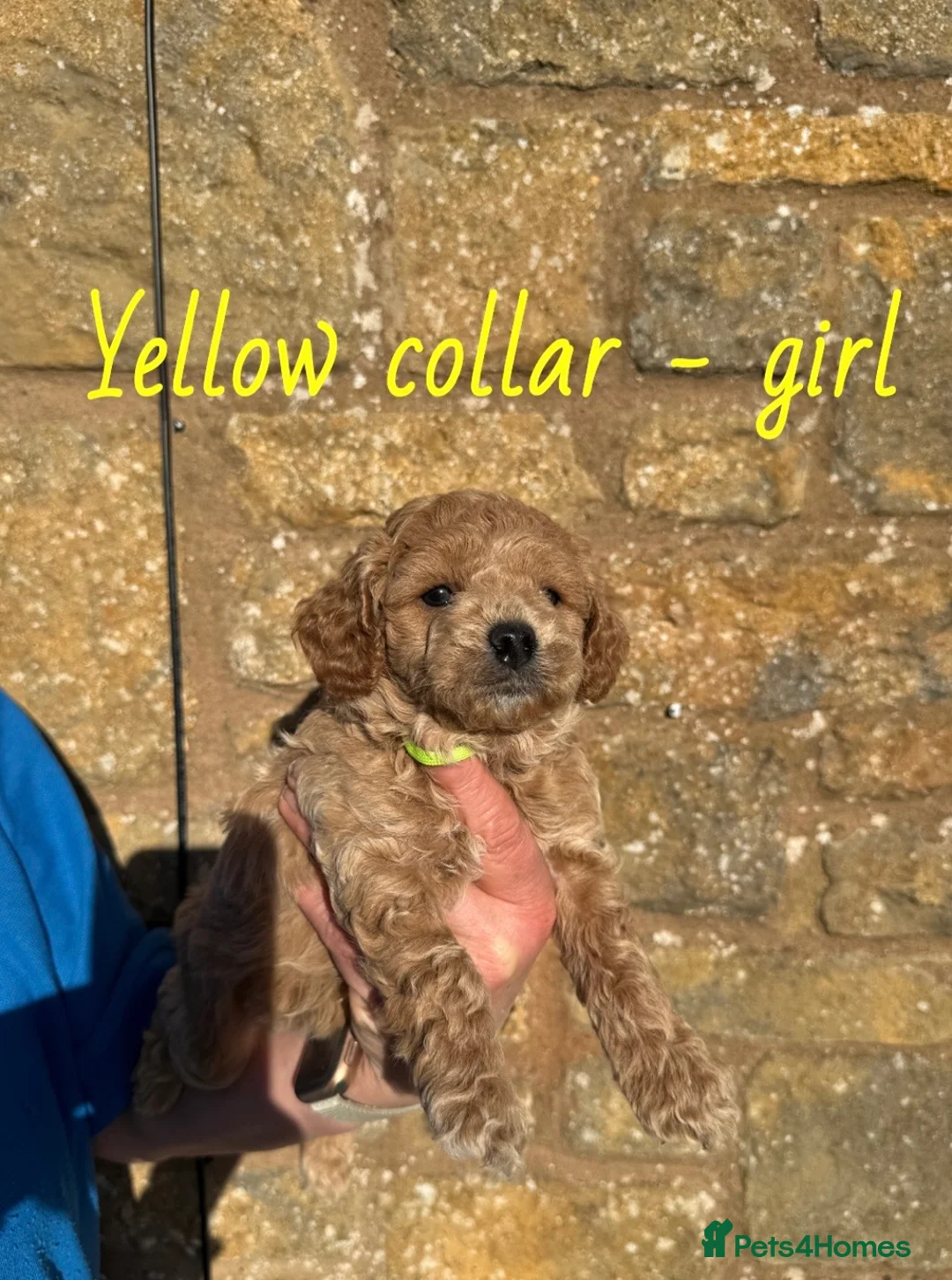 Cavachon dogs for sale: Cavapoochon puppies💙🩷 - Advert 2