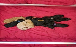 Miniature Poodle dogs for sale: DNA Health tested.Miniature KC Poodle Puppies - Image 3