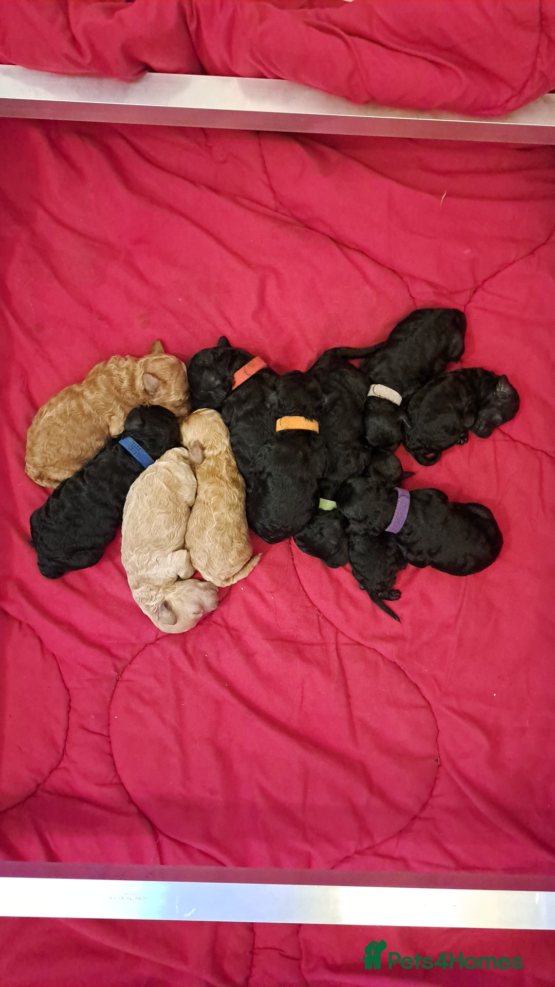 Miniature Poodle dogs for sale: DNA Health tested.Miniature KC Poodle Puppies - Image 3