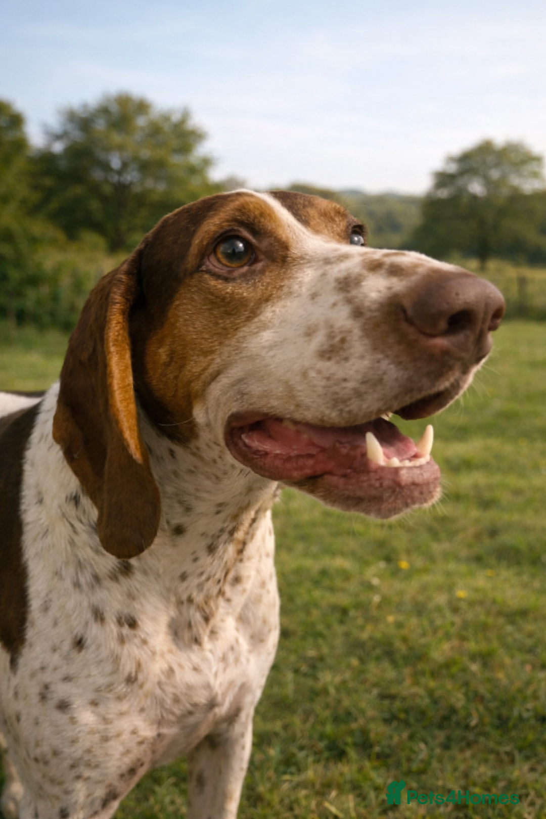 Mixed Breed dogs for adoption: 💔 BEN NEEDS A TRUE FOREVER HOME  💔  - Advert 4