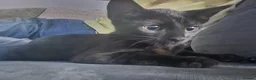 Mixed Breed cats for sale: Two kittens for sale  - Advert 4