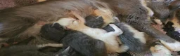 Ragcoon cats for sale: Ragdoll x Main Coon Beautiful Kittens - Advert 19