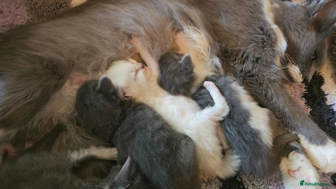 Ragcoon cats for sale: Ragdoll x Main Coon Beautiful Kittens - Advert 19
