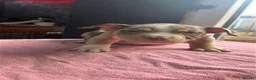 American Bully dogs for sale: Pocket Bully's - Advert 5
