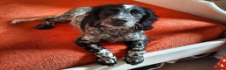 Sprocker dogs for stud: Blue roan sprocker for stud in Ibstock - Advert 9