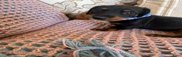 Miniature Dachshund dogs for sale: Beautiful miniature dachshunds - Advert 24
