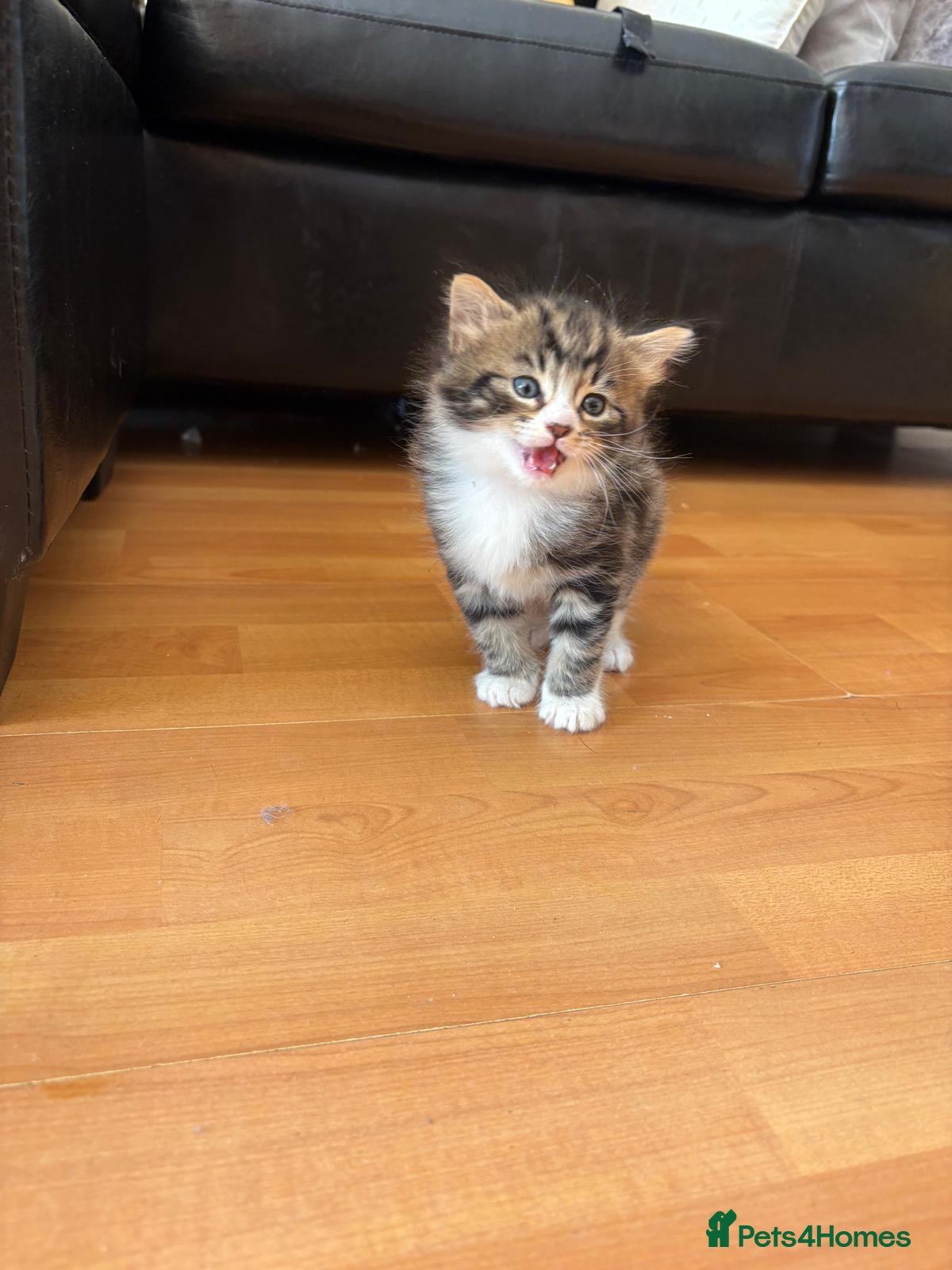 British Longhair cats for sale: 🐾 Stunning British Longhair Kittens for Sale 🐾 in Wembley - Advert 1