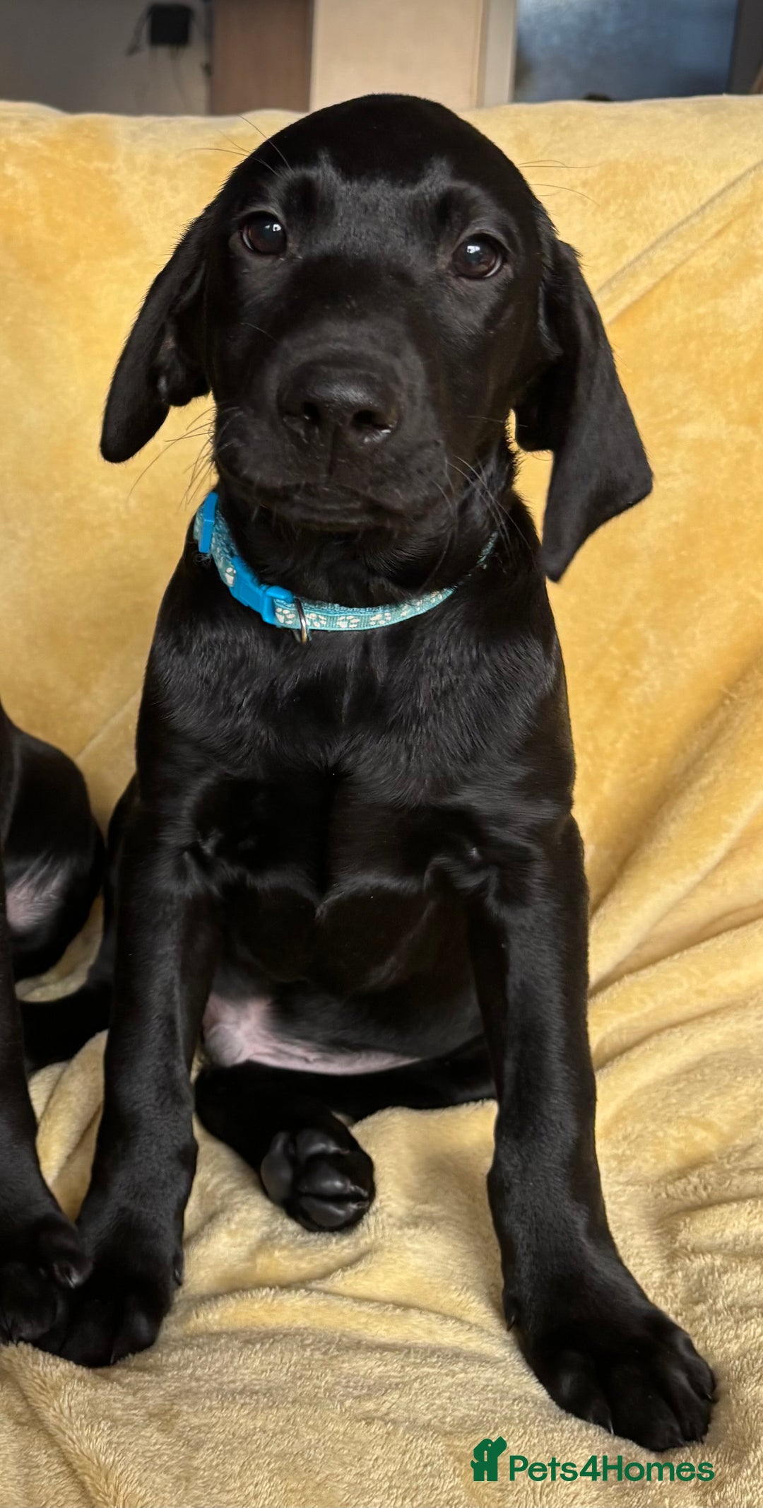 Labrador Retriever dogs for sale: KC Fully Health Tested Outstanding Working Line - Advert 14