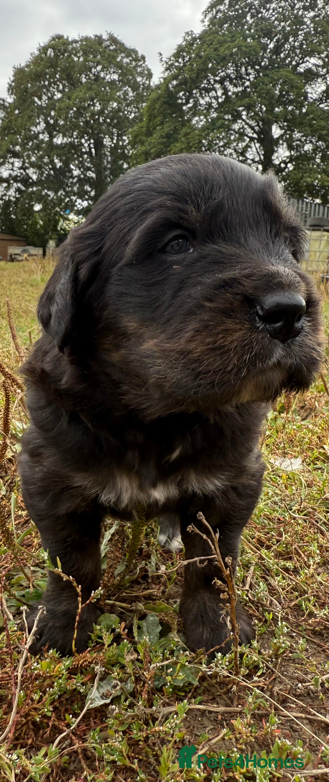 Mixed Breed dogs for sale: Bernese X Golden Retriever Puppies - Image 9