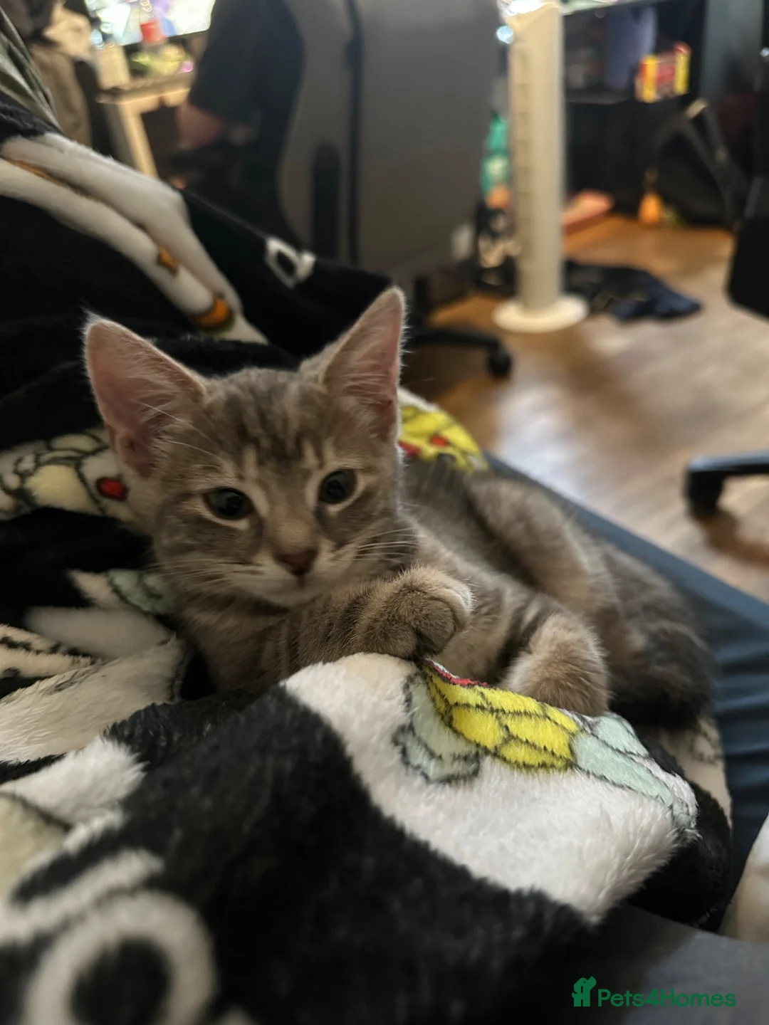 Mixed Breed cats for sale: 2 female kittens to leave together rehoming - Advert 22