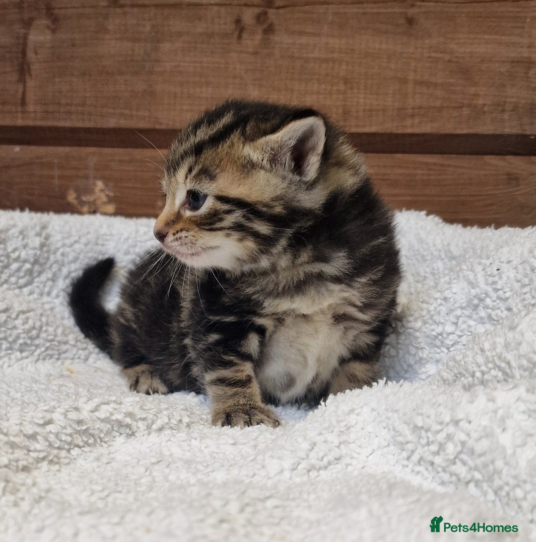 Mixed Breed cats for sale: 3 Gorgeous Kittens - Advert 5