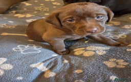 Labrador Retriever dogs for sale: 8 gorgeous chocolate/yellow girl & boy lab pups  - Image 25