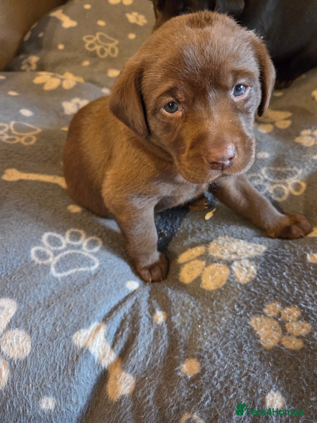Labrador Retriever dogs for sale: 8 gorgeous chocolate/yellow girl & boy lab pups  - Image 25