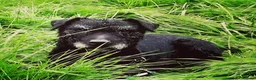 Patterdale Terrier dogs for sale: Patterdale terrier dog in Middlewich - Advert 7