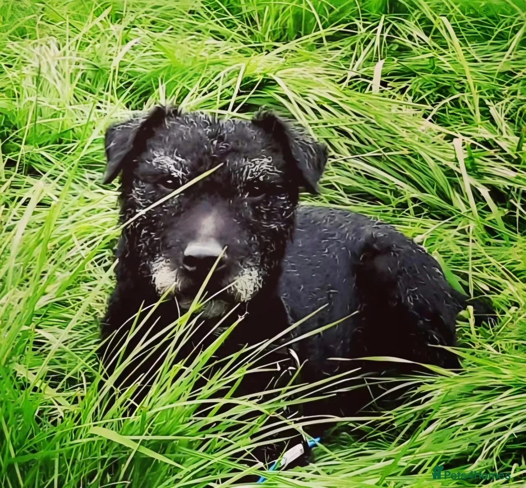 Patterdale Terrier dogs for sale: Patterdale terrier dog in Middlewich - Advert 7