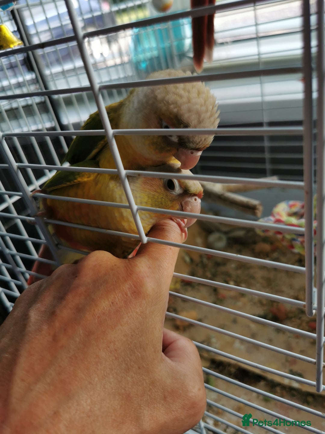 Conures birds for sale: 3 baby conures for sale - Image 1