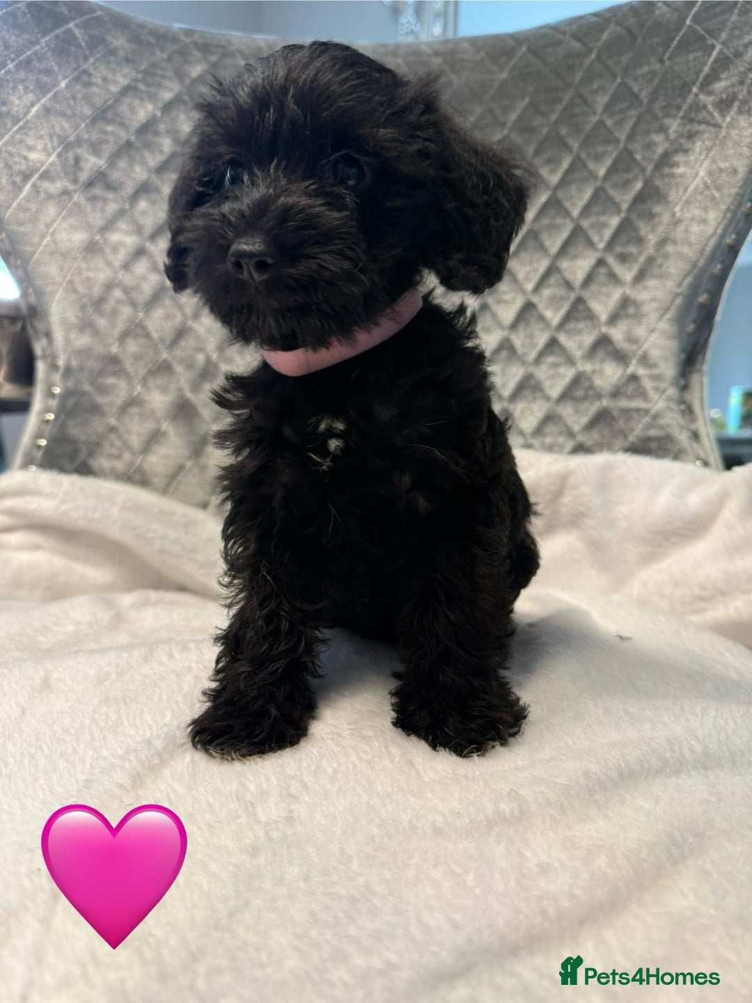 Schnoodle dogs for sale: Beautiful Schnoodle Puppies For Sale - Image 14