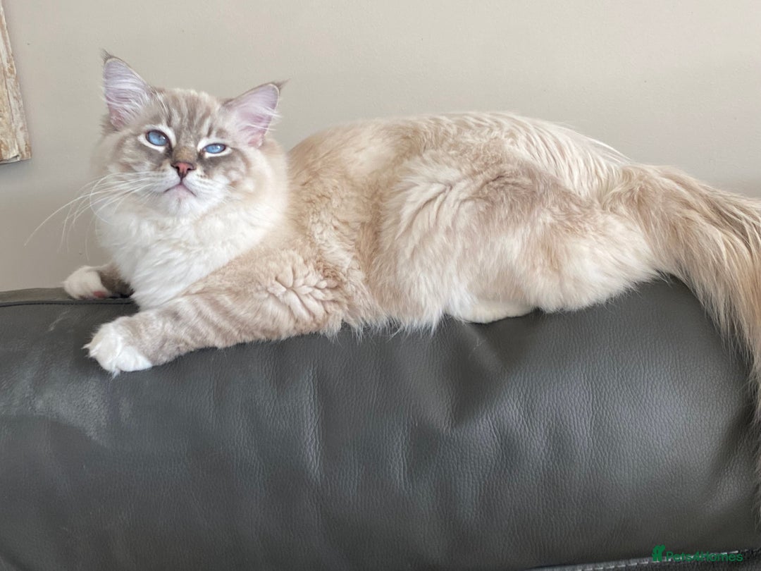 Ragdoll cats for sale: Blue Lynx TICA boy  - Image 14