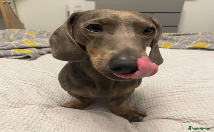 Dachshund dogs - Advert 2