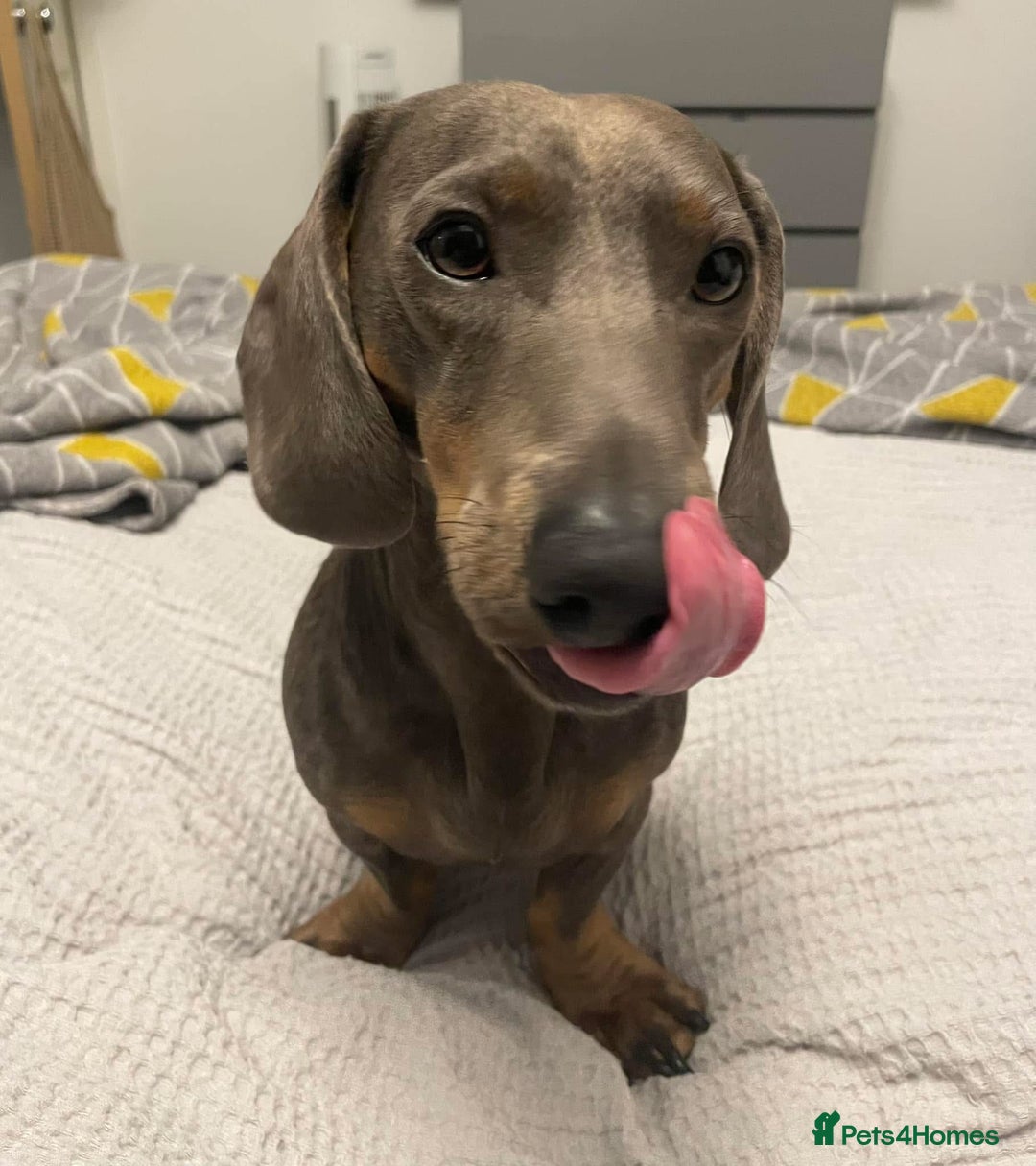 Dachshund dogs for sale: Remmy male dachshund  - Image 1