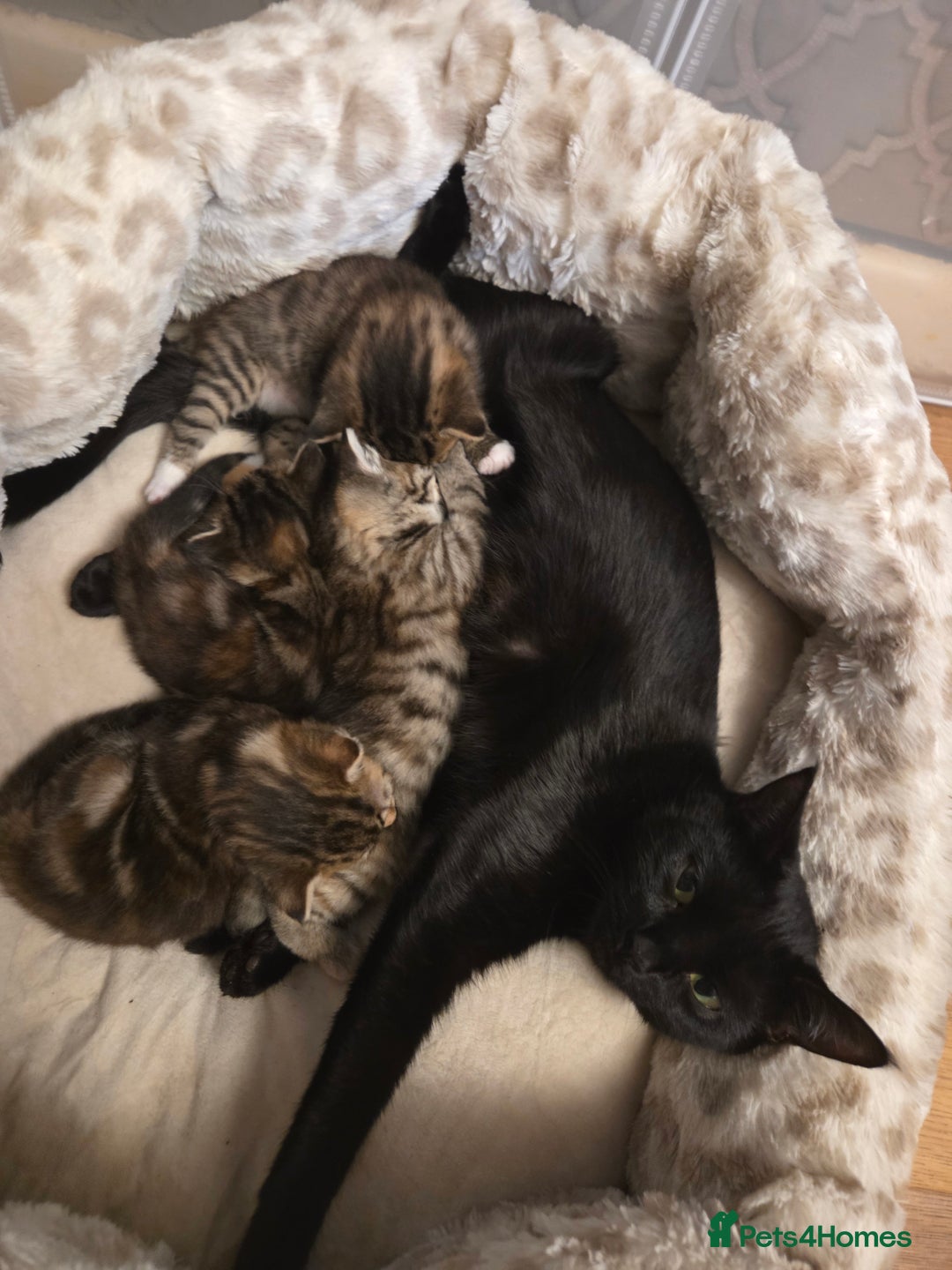 Mixed Breed cats for sale: 3 beautiful girls - Advert 8
