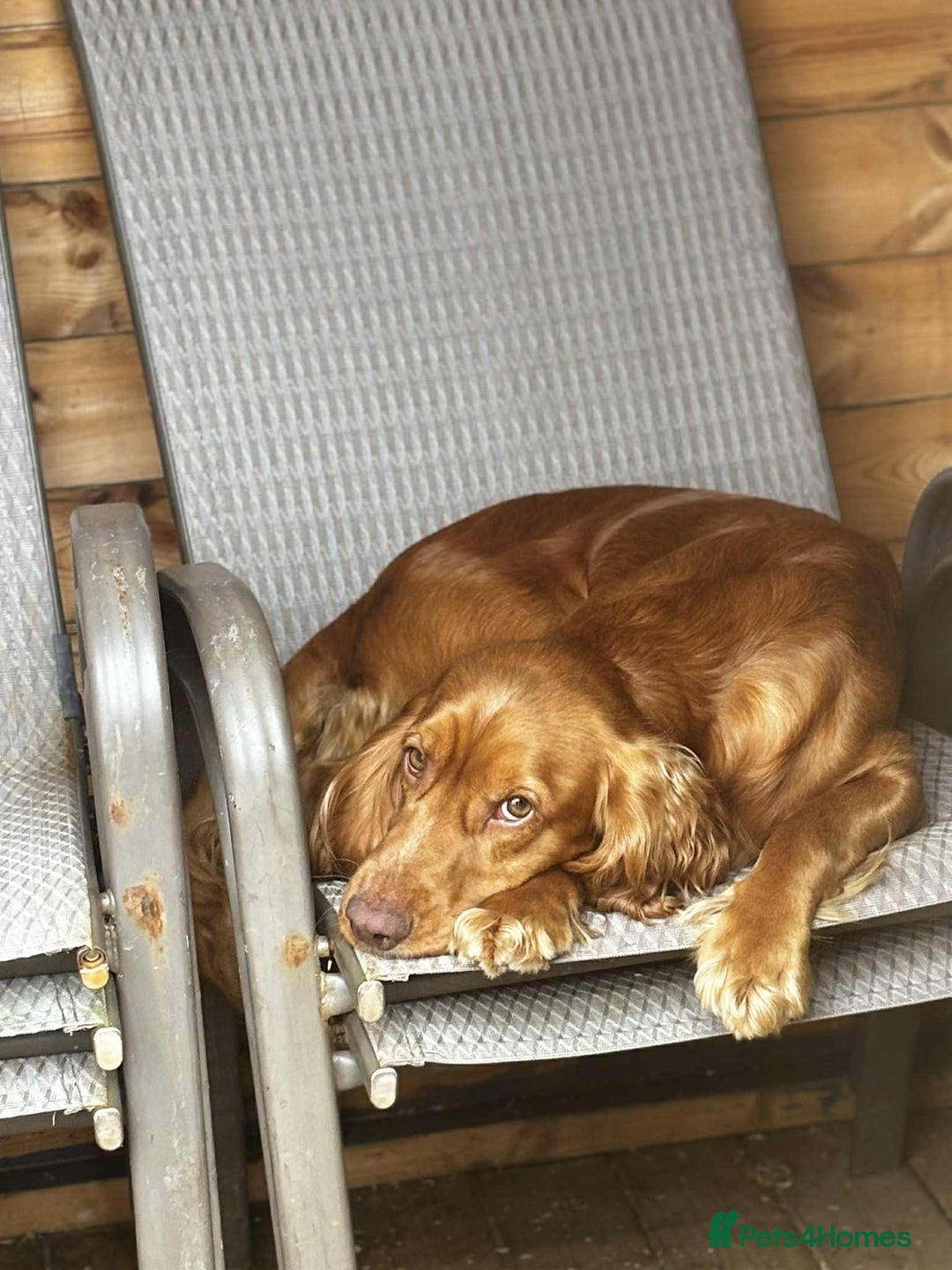 Cocker Spaniel Puppies for sale in Pontypool Pets4Homes