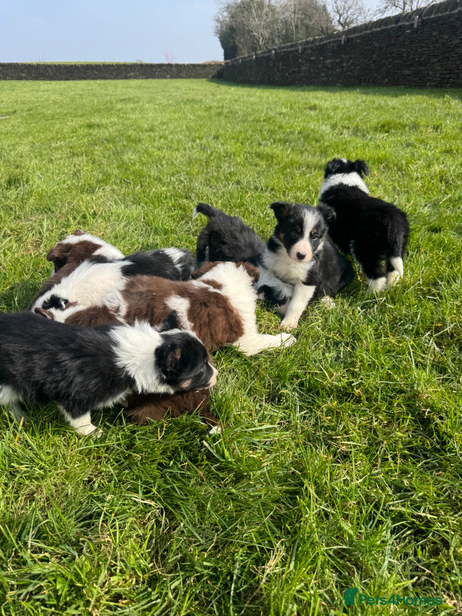 Border Collie dogs STUNNING LITTER OF 8 BORDER COLLIE PUPPYS  - Advert 2