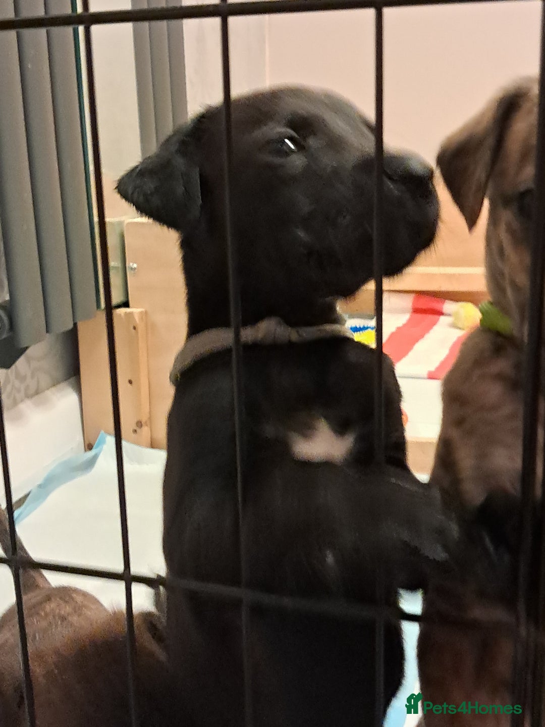 Mixed Breed dogs for sale: 5 whippador puppies for sale - Advert 11