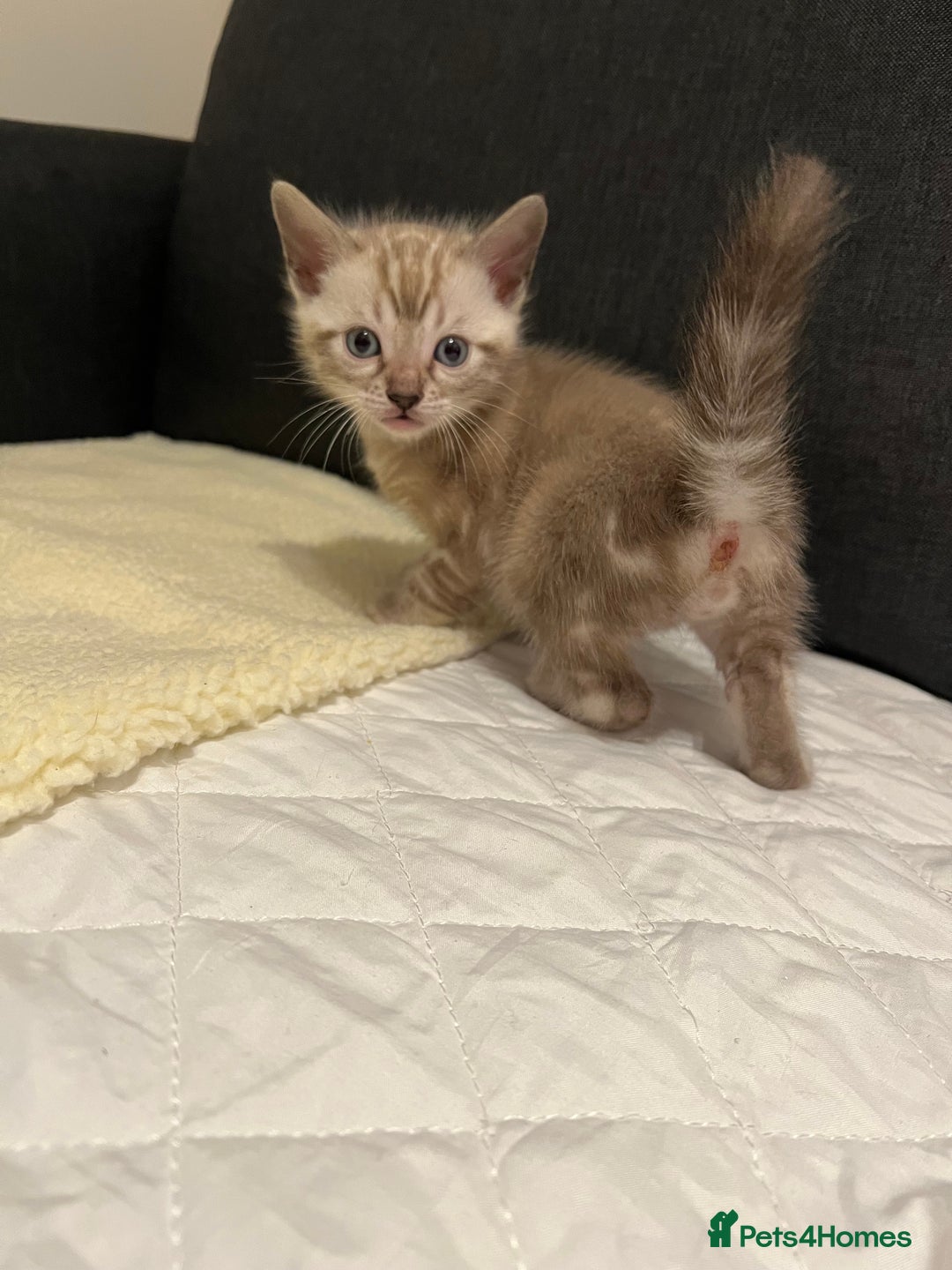 Bengal cats for sale: 🐾 TICA Registered Bengal Kittens  - Advert 22