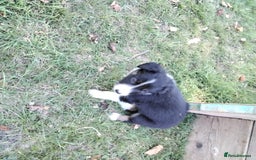 Border Collie dogs for sale: Adorable Border collie pups - Image 20