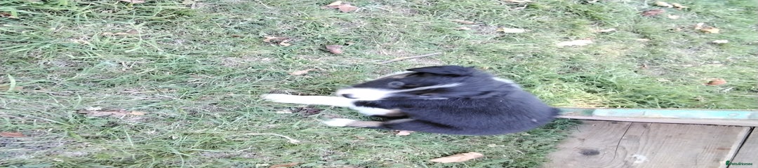 Border Collie Puppy 7