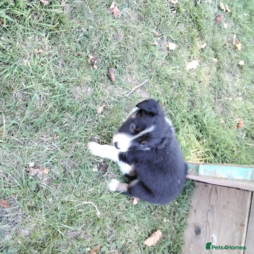 Border Collie dogs for sale: Adorable Border collie pups - Image 20